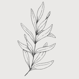 Black and white branch of leaves on a pale pink background.